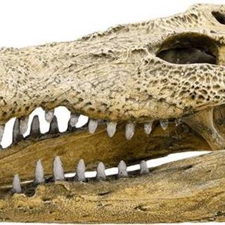 Nobby  Dekorácia do akvária Lebka krokodíla 47, 5cm značky Nobby