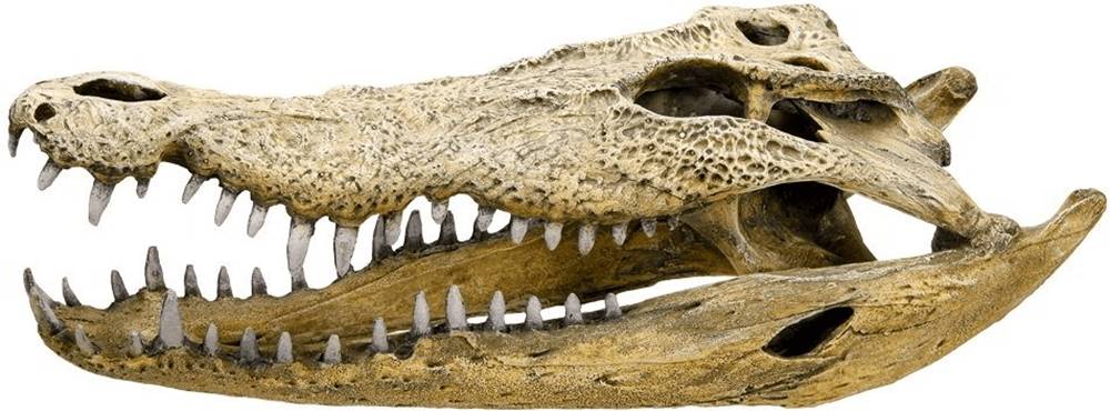 Nobby  Dekorácia do akvária Lebka krokodíla 47, 5cm značky Nobby